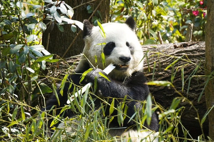 成都大熊貓博物館1 成都大熊貓博物館1
