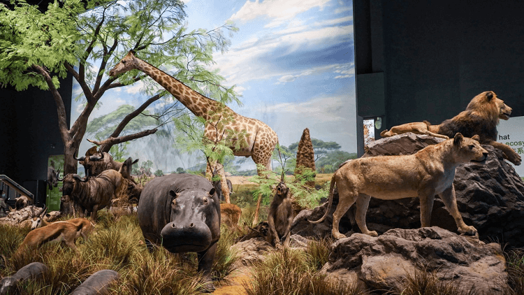 自然博物館-繽紛生命廳 自然博物館-繽紛生命廳