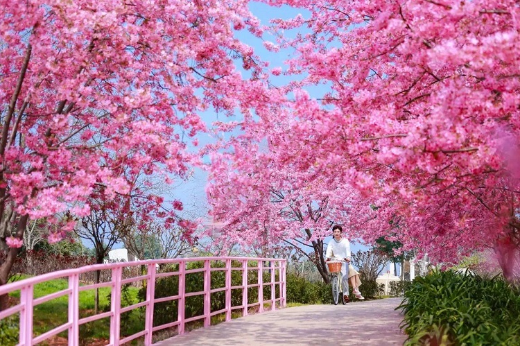 成都旅游攻略||都江堰+青城山+棠湖公園+永安湖城市森林公園+漫花莊園，成都周邊游春日賞花合集