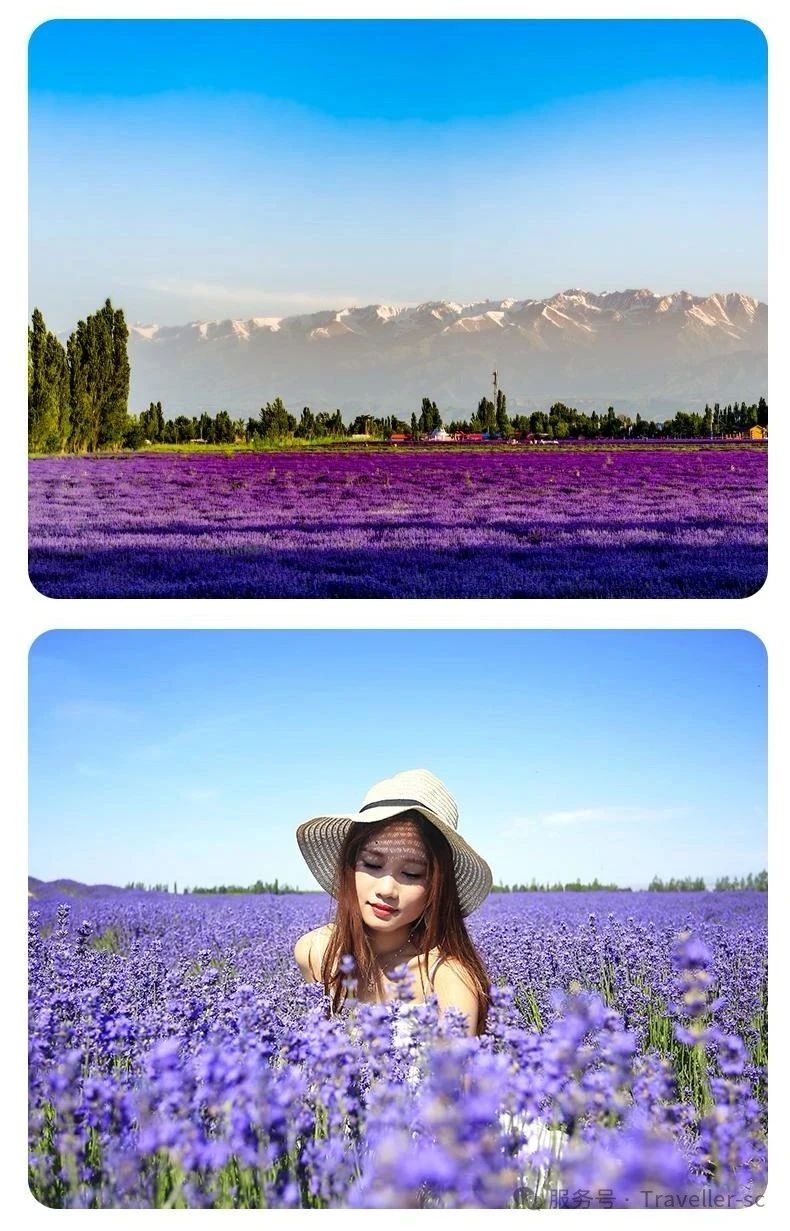 新疆旅游攻略||毕业旅行12天11晚纯玩旅行【赛里木湖→果子沟大桥→夏塔古道→喀拉峻大草原→巴音布鲁克→喀什古城→喀拉库勒湖】